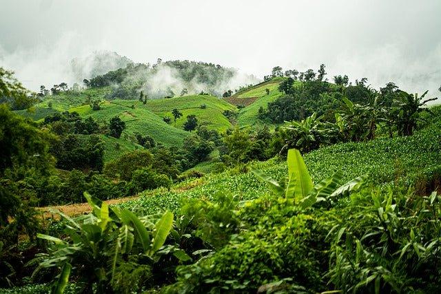 Why Biodiversity & Ecosystems Are Important | How You Can Help The Environment | BargainBoxed.com