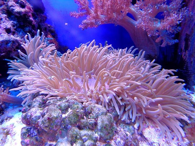 Why Coral Reefs Are Important | BargainBoxed.com